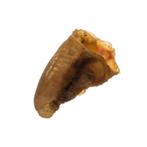 Cow Hoof