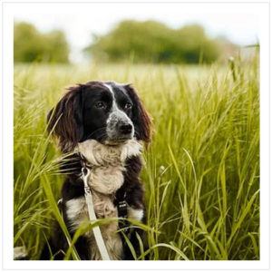 Natural Flea, Tick & Worm Prevention
