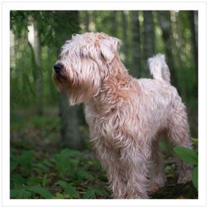 Coat & Skin Supplements