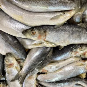 Dougies Whole Mackerel 1kg