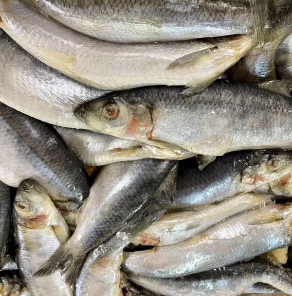 TDB Whole Seasonal Oily Fish 1kg