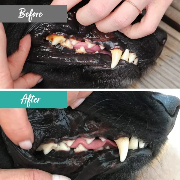 Aniforte Denta Clean & Care Powder for Dogs and Cats - Cleans Teeth and Gums Naturally - Image 2