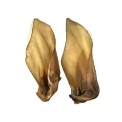 Buffalo Ear x 1