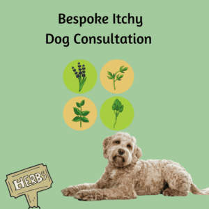 Itchy Dog Consultation
