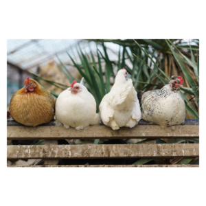 Chicken Keepers