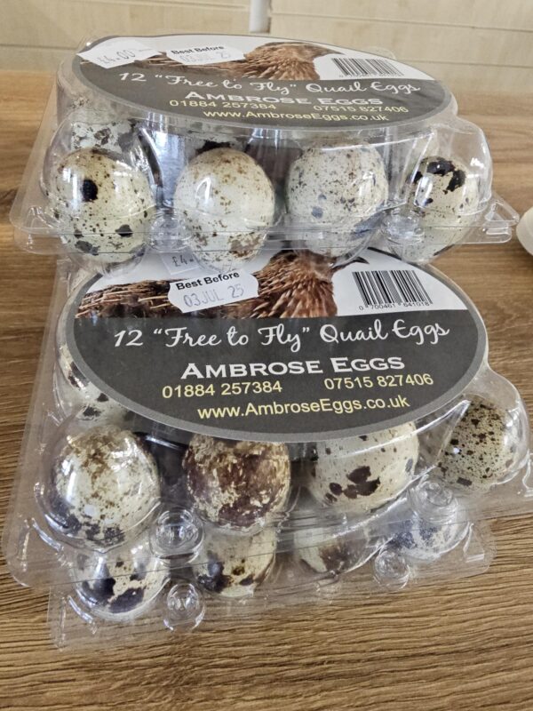 Quails Eggs