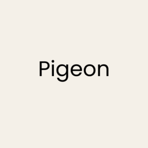 Pigeon