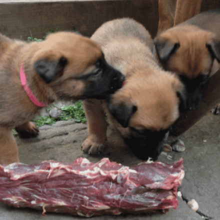 Weaning dog top off raw diet